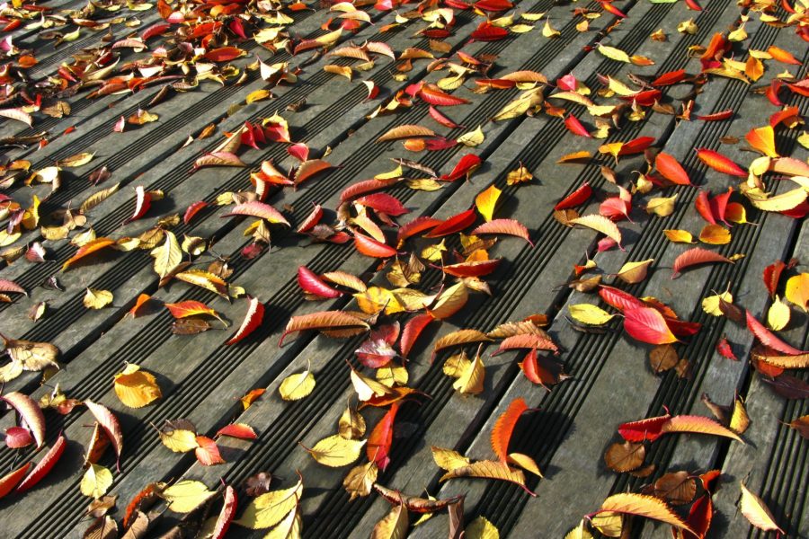 Dead leaves on the floor